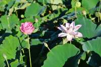 蓮花縣菏花博覽園