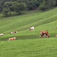Beautiful grasslands escape in Shaanxi 