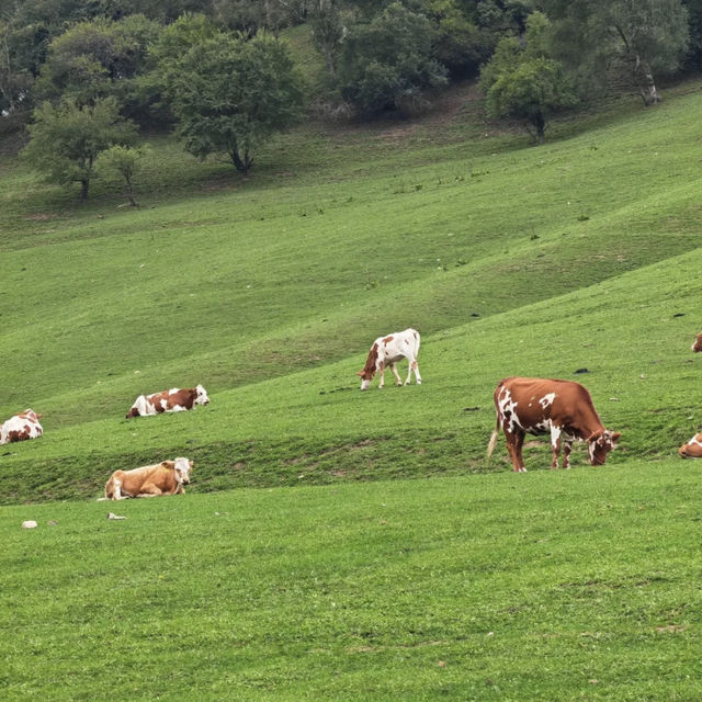 Beautiful grasslands escape in Shaanxi 
