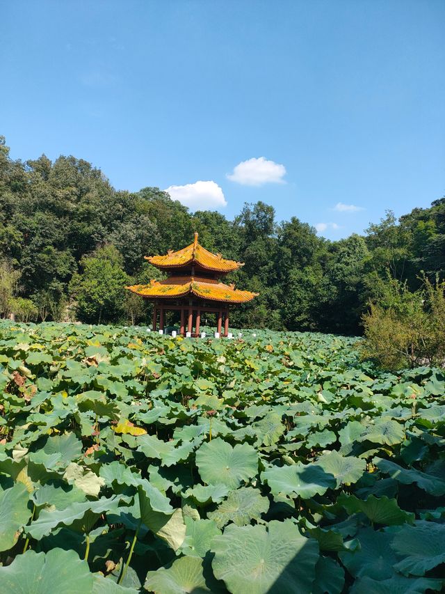 富樂山公園。