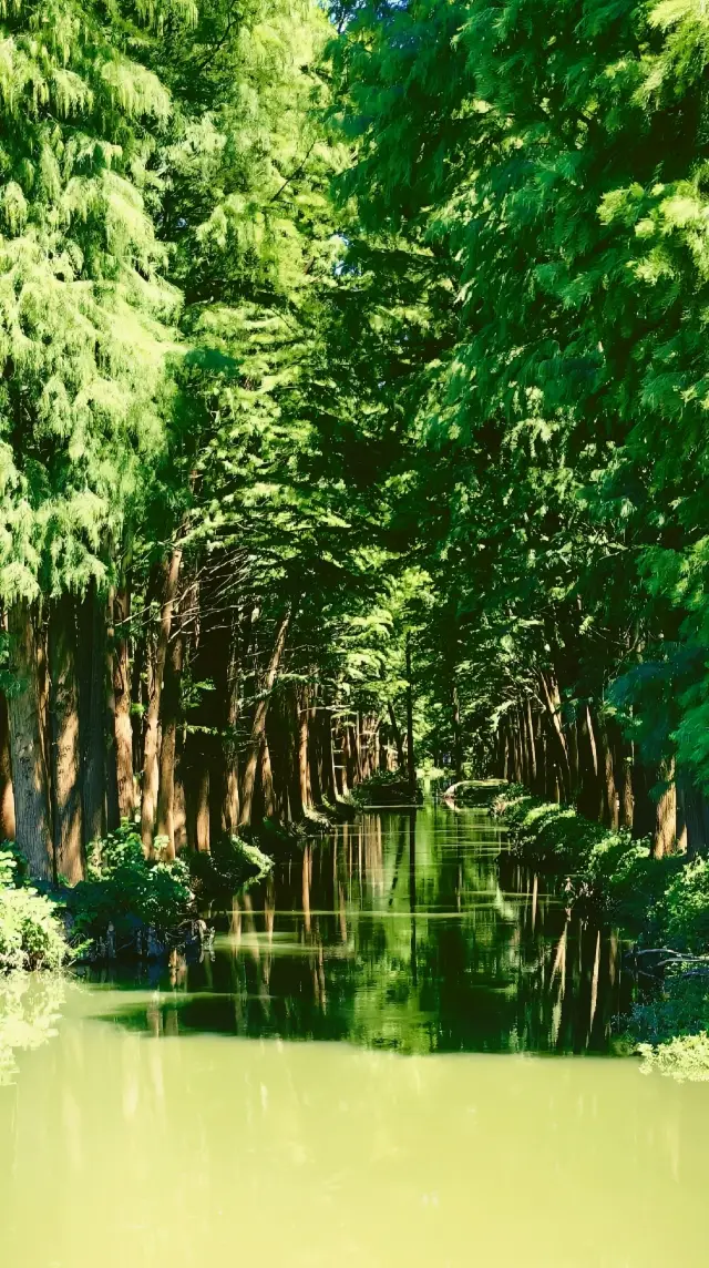 Dreamy Wonderland | Lizhong Water Forest.