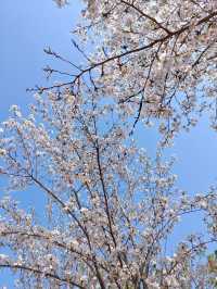 滁州鳳陽櫻花谷。