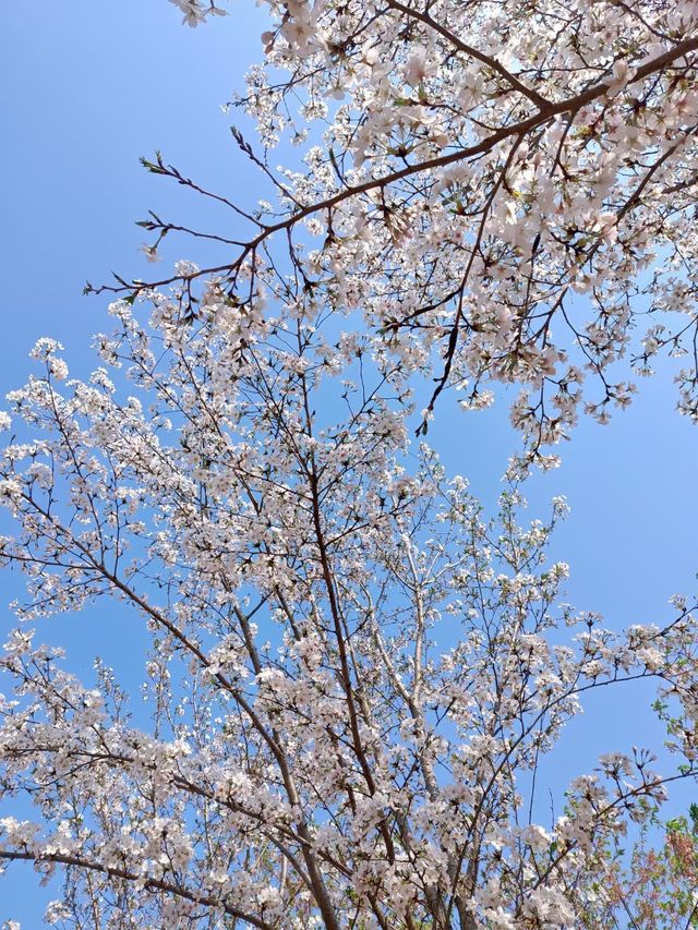 滁州鳳陽櫻花谷。