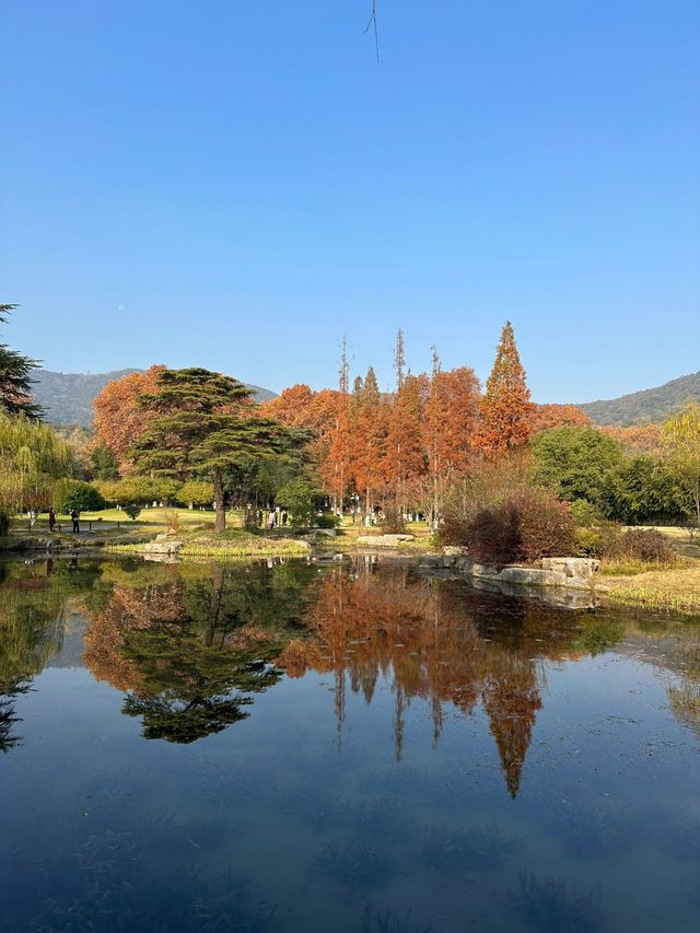 襄陽習家池｜打卡賞楓葉的天花板。