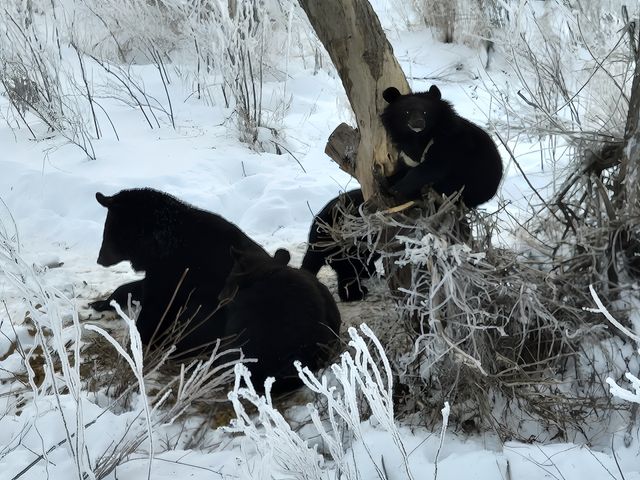 邂逅黑瞎子島 · 開啟夢幻冬之旅。
