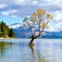 The Wanaka tree such a big and high rise trees 