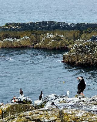 See puffins on the Isle of May. 