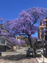 Sydney's Jacaranda Season: Perfect Photo Spots