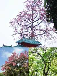 《佛山中山公園，休閒與文化的樂園》。