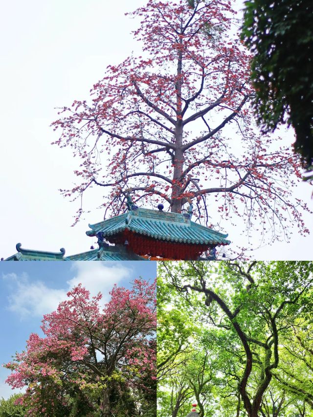 《佛山中山公園，休閒與文化的樂園》。