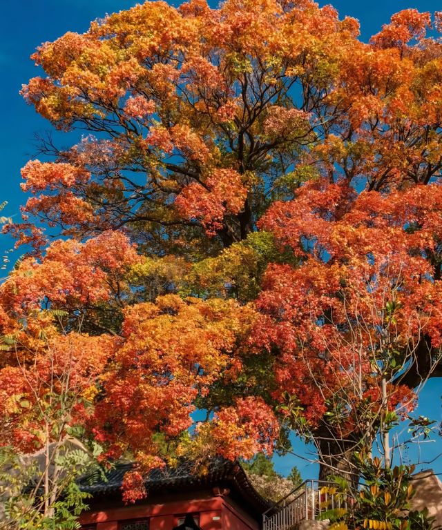 不知天上「神樹」，今夕是何年？五角楓紅葉，不愧是你！。
