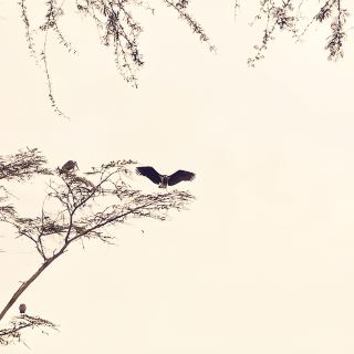 나바샤 호수에 와서 귀여운 펠리컨을 보았습니다.