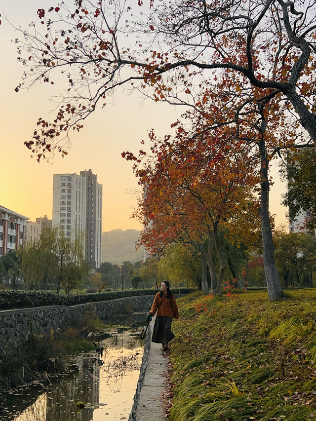 為了這棵烏桕樹，我特意跑了趟舟山中學。