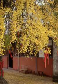 秋遊千年慈雲寺 霧裡賞銀杏。