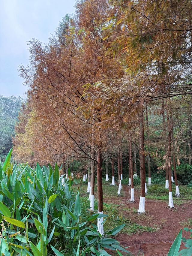重慶彩雲湖濕地公園，水杉開啟視覺盛宴！