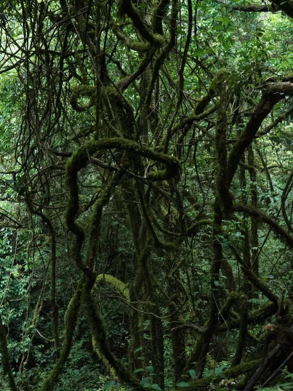 感應大地的絨毛 與森林交換身體｜哀牢山