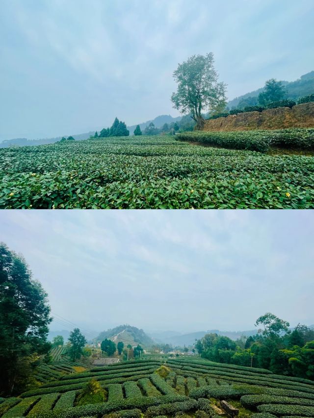 茶山民宿！下午茶的愜意時光！