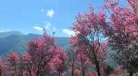 無量山櫻花谷