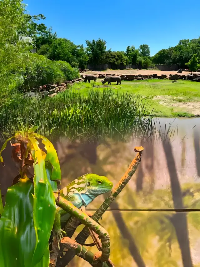 Tulsa Zoo is a must-visit in Tulsa, offering a unique experience
