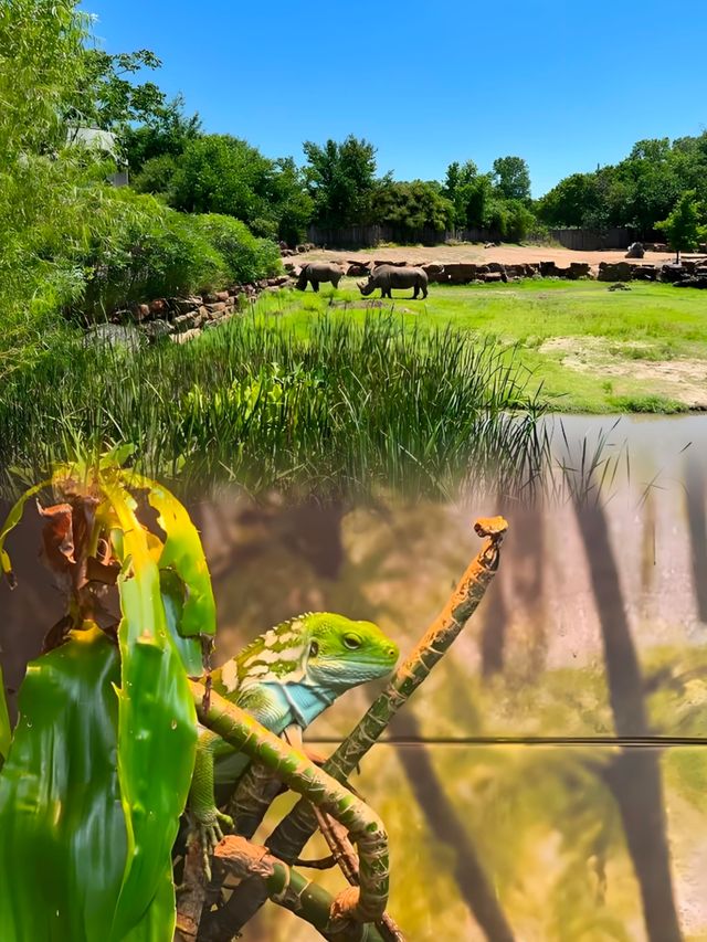 來塔爾薩，不得不體驗的塔爾薩 Tulsa Zoo，感受不同風情