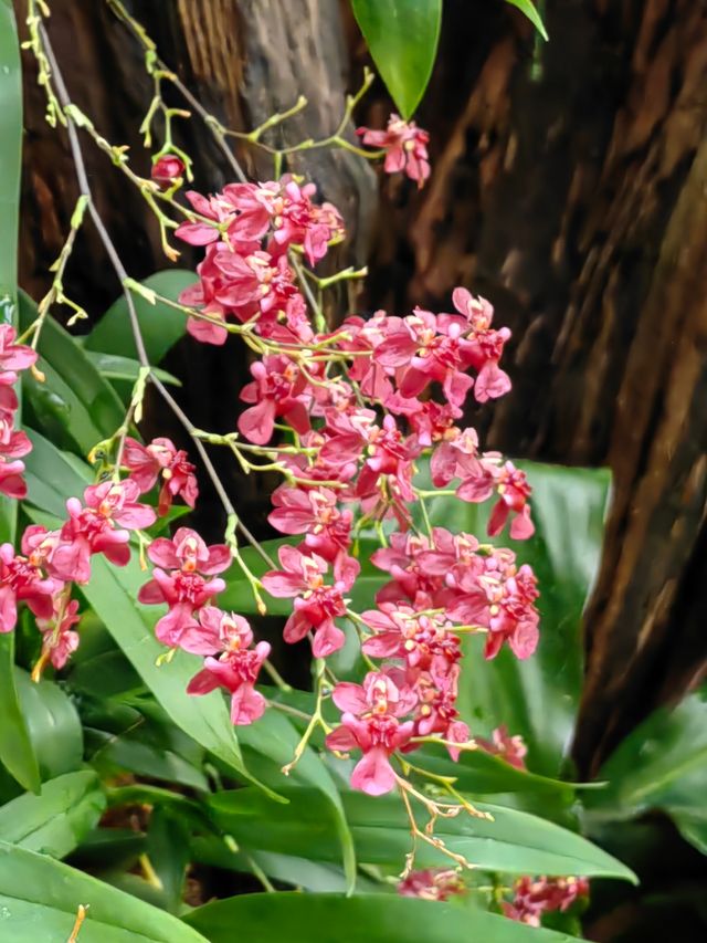 雲蘿植物園蘭庭，邂逅百種蘭花世界