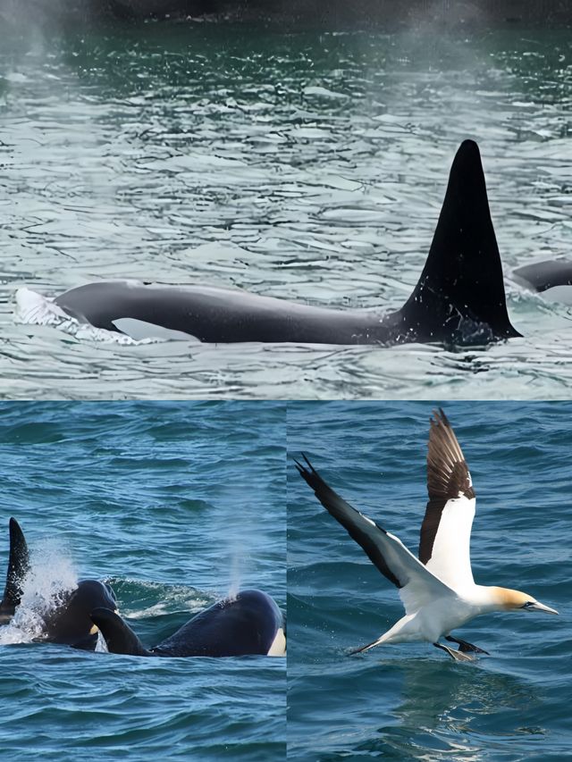 奧克蘭豪拉基灣海洋公園，與海豚共舞的夢幻之旅