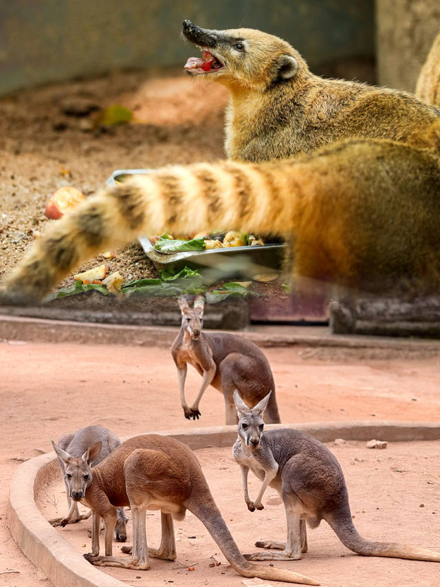 親子活動｜深圳野生動物園