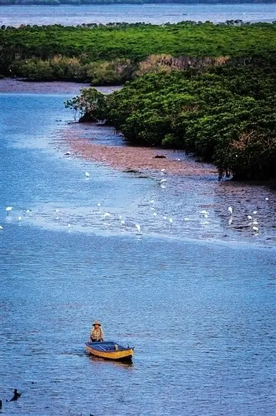 Dongzhai Port Mangrove Forest Travel Guide | Explore the Magical World of the Sea Forest