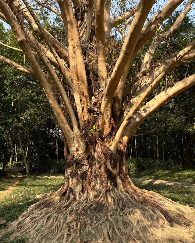 南湖公園，夢幻般的美景等你來