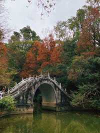 地鐵直達深圳仙湖植物園落羽杉美到附攻略