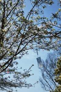 江南小眾賞花之地不容錯過