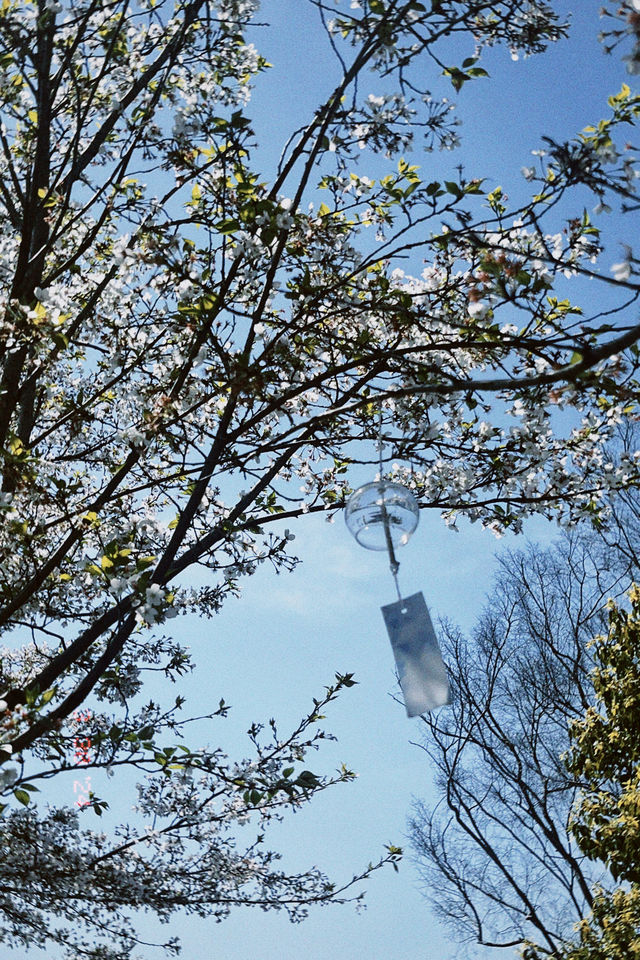 江南小眾賞花之地不容錯過 江南小眾賞花之地不容錯過