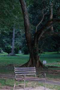 Discover the Enchanting Royal Botanical Gardens in Kandy, Sri Lanka