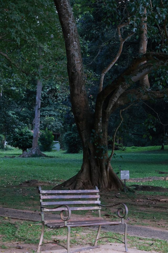 Discover the Enchanting Royal Botanical Gardens in Kandy, Sri Lanka