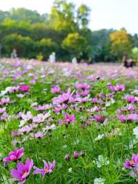 南山西麗·波斯菊花海正是賞花時候