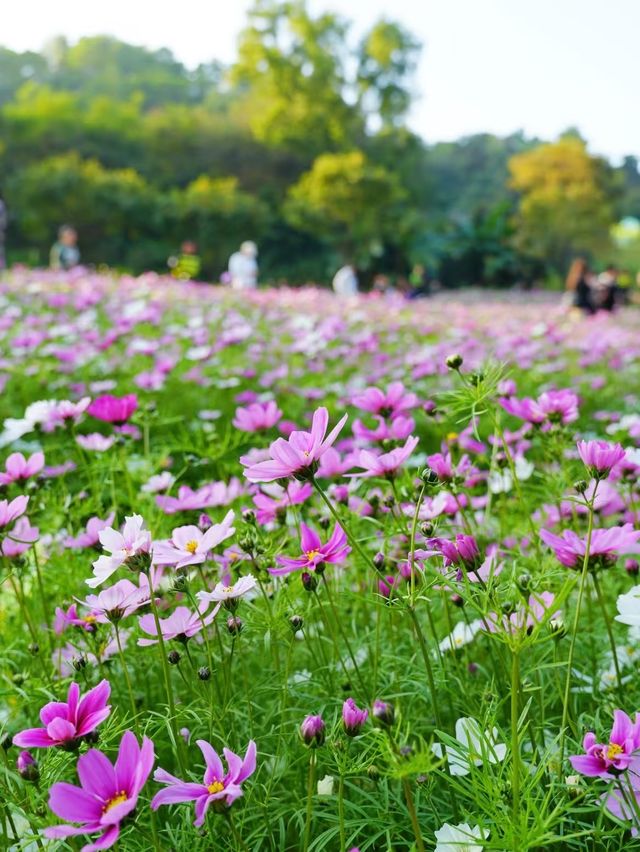 南山西麗·波斯菊花海正是賞花時候