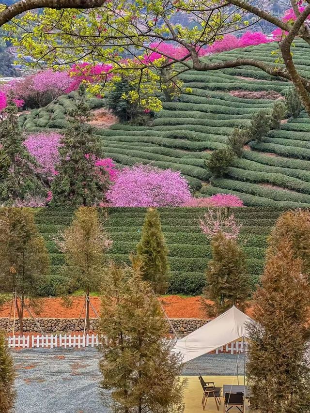 美哭《國家地理》的櫻花茶園在這裡!