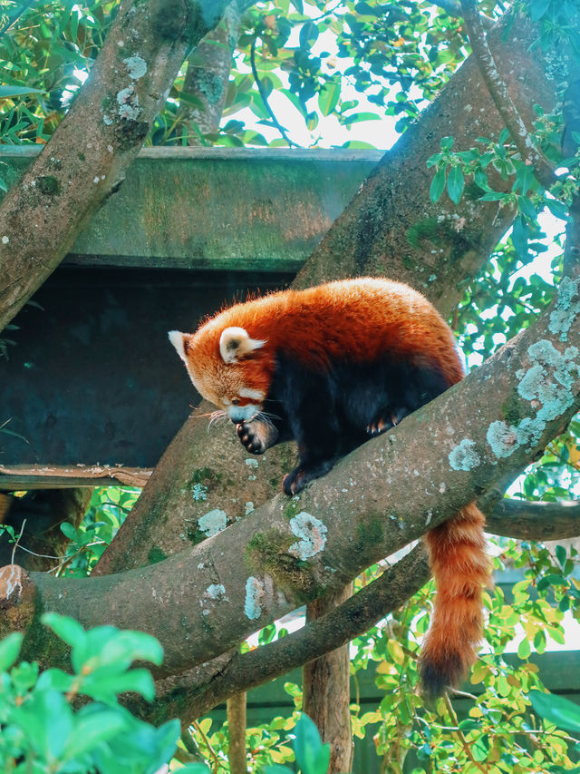 奧克蘭｜孩子們最愛的動物園