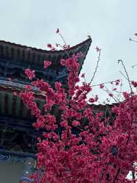 春節祈福、春日賞櫻好去處！