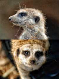 50%0FF休斯頓動物園開啟你與動物的零距離接觸