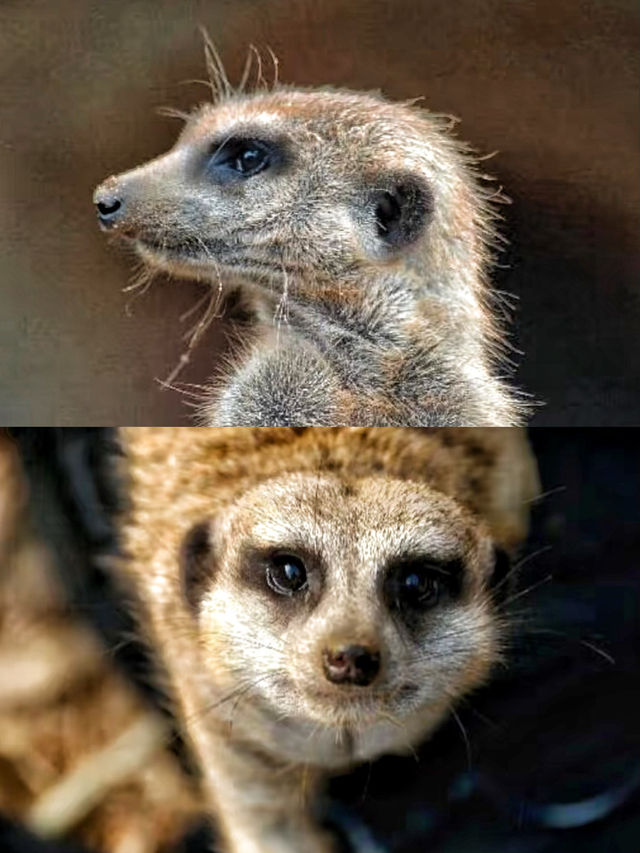 50%0FF休斯頓動物園開啟你與動物的零距離接觸