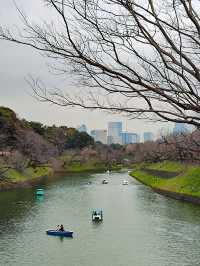 東京行程｜小石川後樂園與千鳥淵公園一日遊
