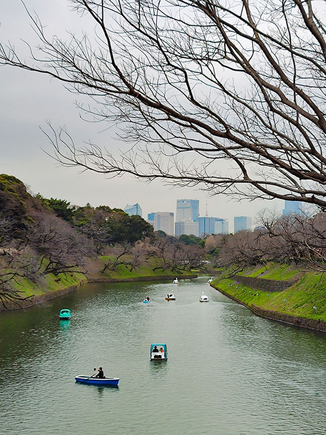 東京行程｜小石川後樂園與千鳥淵公園一日遊