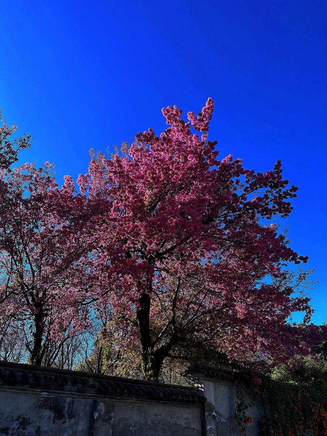 大理櫻花邂逅夢幻般的美景