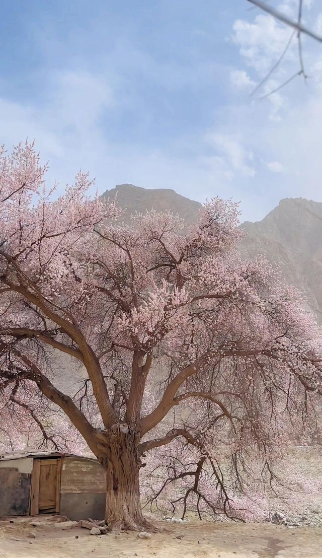 南疆看杏花