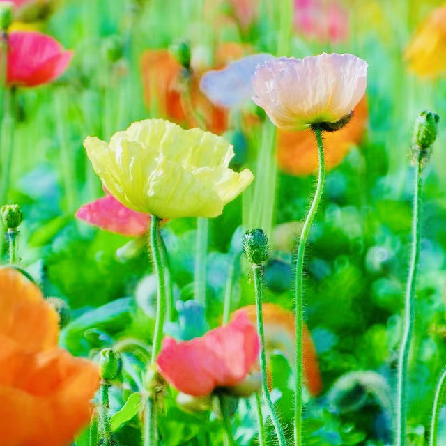 冬季花城廣州與鮮花的邂逅 