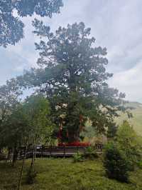 武當山風景區等地春節遊｜超詳細攻略 玩轉武當山