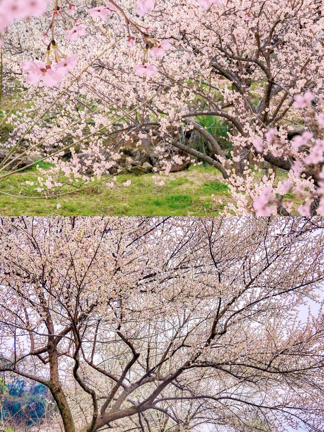 成都周边｜春日赏花徒步路线