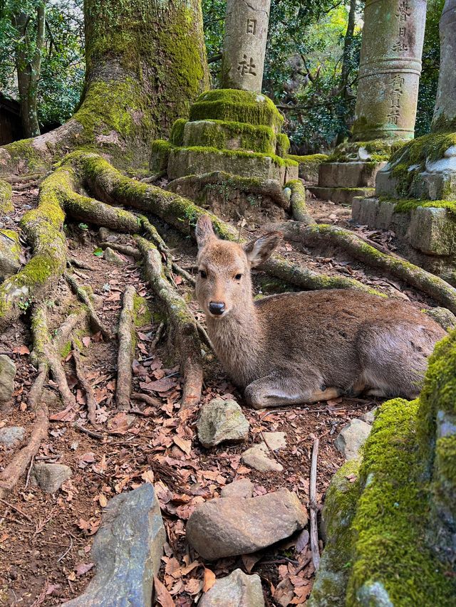6天日本行 除了看風景就是泡溫泉