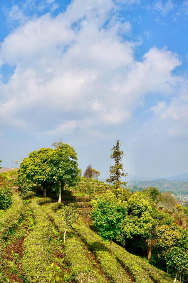 普洱茶，田園風光！